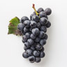 Pinot Noir grapes