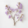 Princess Tree (Paulownia)