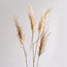 Reed