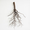 Roots