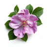 Rose Japanese (Hamanasu)