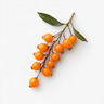 Sea Buckthorn