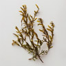 Seaweed