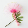 Silk Tree Blossom