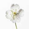 Skeleton Flower (Diphylleia Grayi)