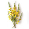Spanish Broom
