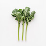 Stems Greens