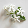 Stephanotis