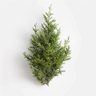 Thuja