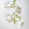 Tobacco blossom