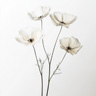 Transparent Flowers