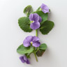 Violet Leaf