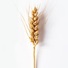 Wheat