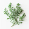 Wormwood